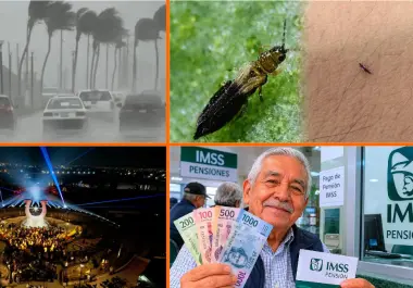 Noticias para el fin de semana: Masa de aire frío se aproxima a México; pequeños insectos invaden a la CDMX y Sheinbaum aumenta Pensión