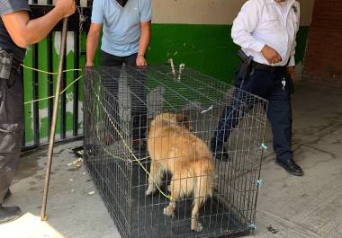 Con el nuevo reglamento desaparece el Centro de Control Canino para dar paso al Centro de Bienestar de los Seres Sintientes.