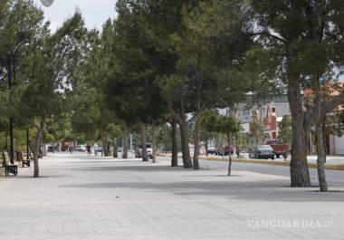 Pinos endémicos de la Alameda fueron los más afectados por la enfermedad, obligando a su remoción.