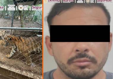 Fuerzas federales detuvieron en Nuevo León a José Antonio “N”, señalado como líder criminal; durante cateos aseguraron armas y siete tigres.