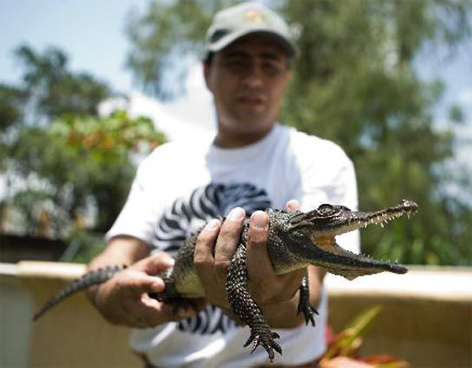 Cocodrilo de pantano, un negocio para colmilludos