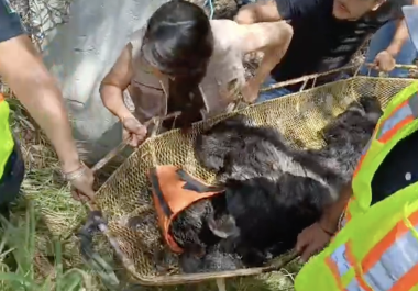 Elementos de la Policía Ambiental y corporaciones estatales lograron la captura de un oso negro juvenil tras varios avistamientos registrados en distintos sectores de Saltillo.
