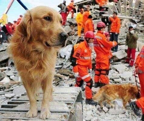 $!Perros rescatistas, héroes de cuatro patas del sismo (fotos/videos)