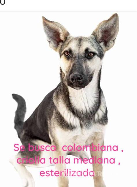 Saltillo: ¿has visto estos perritos? Asaltan a Fundación Lomitos al Rescate y varios se perdieron