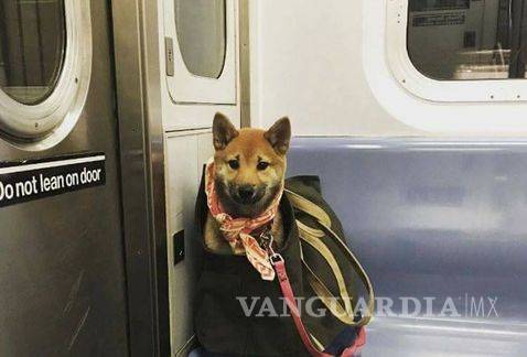 $!No importa raza o tamaño, los perros neoyorquinos viajan en metro