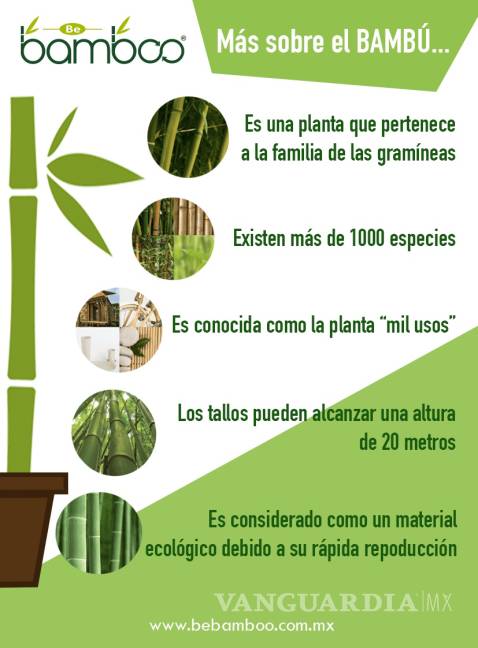 $!Bambú, la planta que puede mover la economía nacional