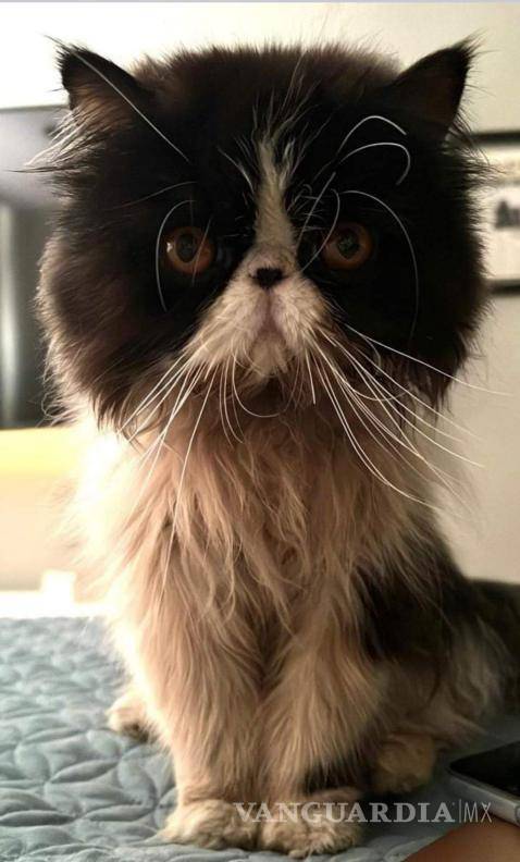 $!Aquí el gatito perdido de cuerpo completo.