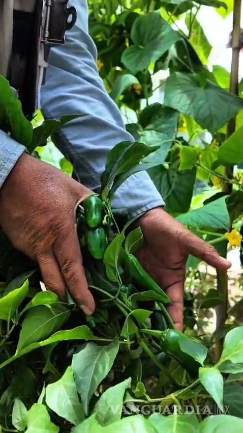 $!Chile, tomate, zanahoria y berenjena son algunos de los productos que se cultivan en el espacio comunitario.