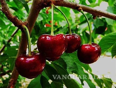 $!Cerezas: Poder antioxidante