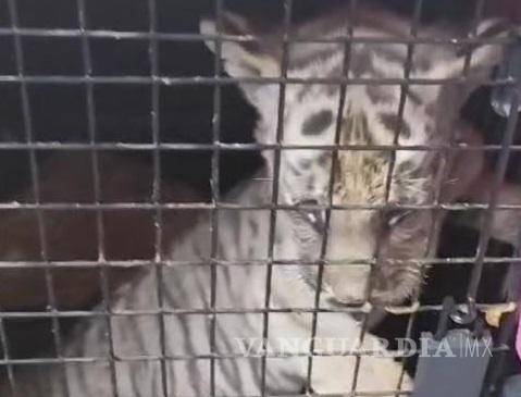 $!Encuentran un cachorro de tigre y un cocodrilo, tras cateo a viviendas en Apodaca, NL