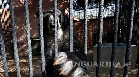 $!Zoológicos agonizan en Venezuela por escasez