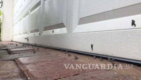 $!Sapos venenosos invaden lujosos suburbios de Florida