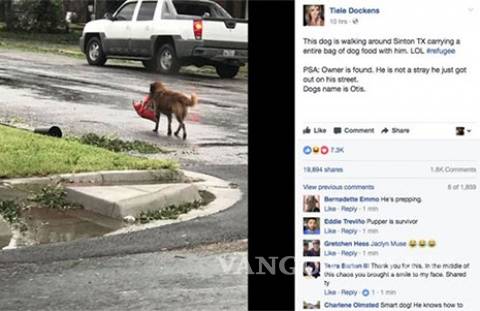 $!Perro huye del Huracán Harvey, pero sin olvidar sus croquetas