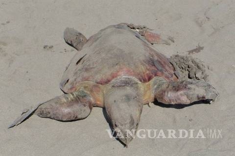 $!Misteriosa muerte de 113 tortugas en peligro de extinción, ya es investigado por Profepa