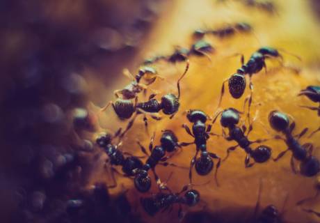 Las hormigas pueden tener nidos en el exterior y luego ingresar a tu hogar en busca de alimentos.