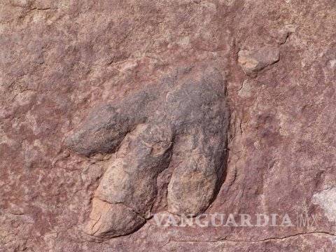 $!Encuentran un titanosaurio de 140 millones de años, el más antiguo hasta ahora