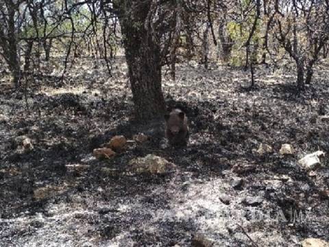 $!Rescatan a cría de oso negro en medio de incendio forestal en Chihuahua