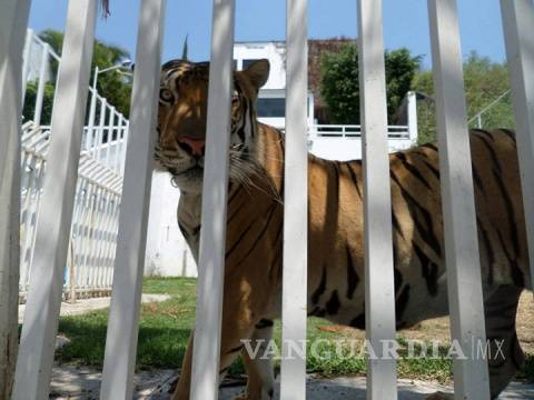 $!Rescatan a tigre de bengala que era maltratado y exhibido en casa de Morelos