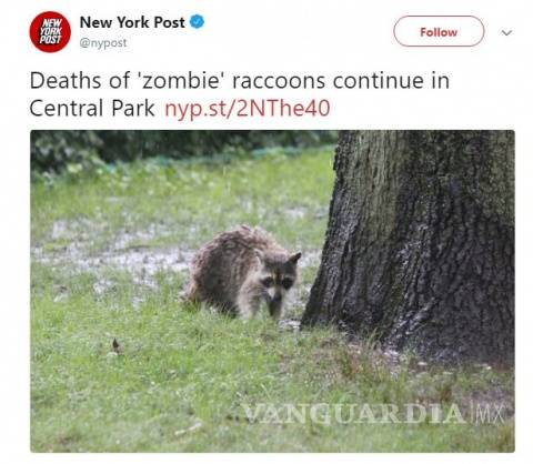 $!Nueva York está siendo invadida por mapaches 'zombies'