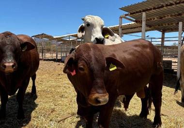 Personal del USDA APHIS lleva a cabo recorridos en distintos puntos del estado para supervisar las medidas de sanidad animal aplicadas en la movilización y manejo del ganado.