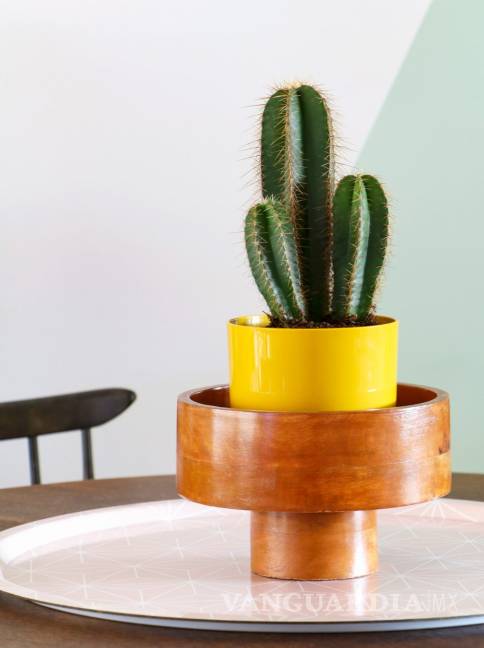 $!¡Del desierto a tu casa! Los cactus son el accesorio favorito del verano