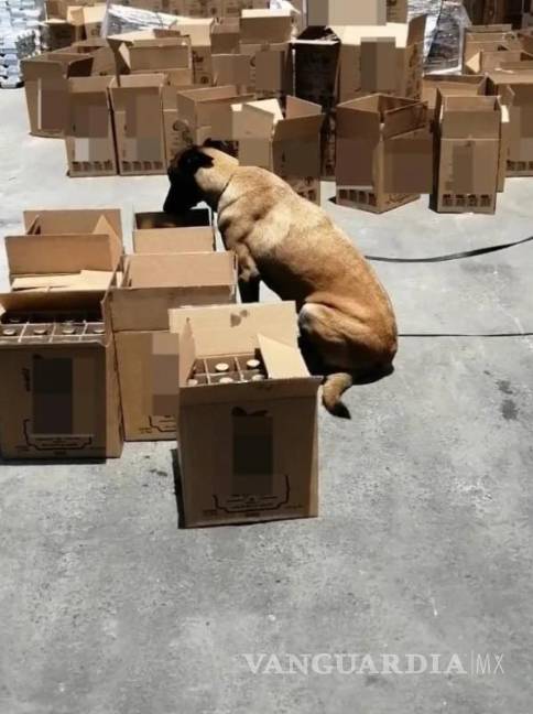 $!En el Aeropuerto de la Ciudad de México fue asegurado un cartón que contenía 21 paquetes de marisco seco, que “traían un polvo blanco”