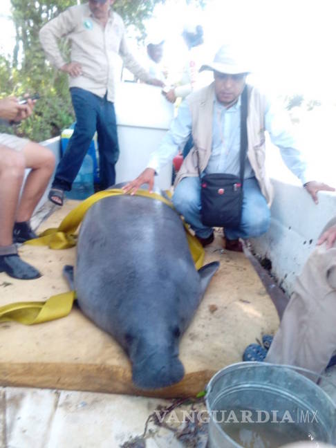 $!Es Pemex; afecta el agua, mata a los manatíes y daña la salud de la gente: pescadores de Tabasco