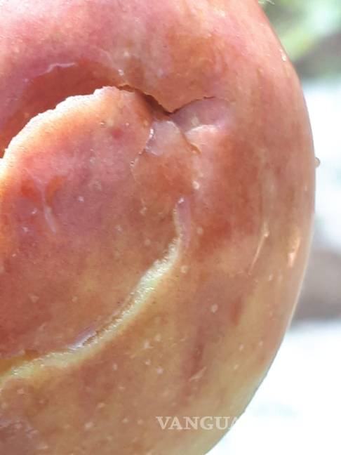 Afecta granizo 70 hectáreas de manzanos en Arteaga, pero comunidad agradece la lluvia