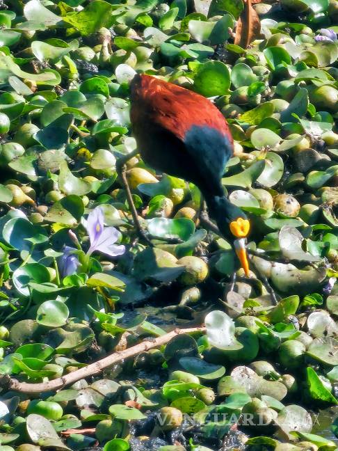 $!Las aves y la memoria del asombro