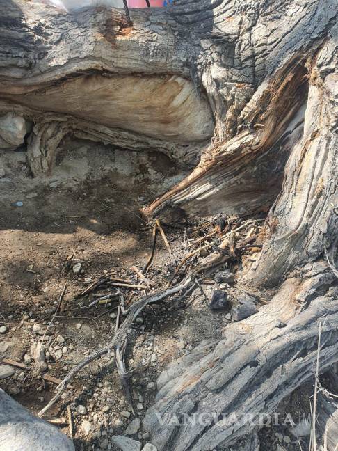 $!Autoridades municipales examinaron el lugar donde se encendió la fogata, donde se encontró que la raíz de un árbol resultó afectada.