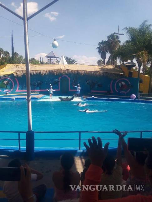 $!Las delfinoterapias son neuroestimulación, es decir, los sonidos y vibraciones que emiten los delfines impactan directamente con el área cerebral del paciente.