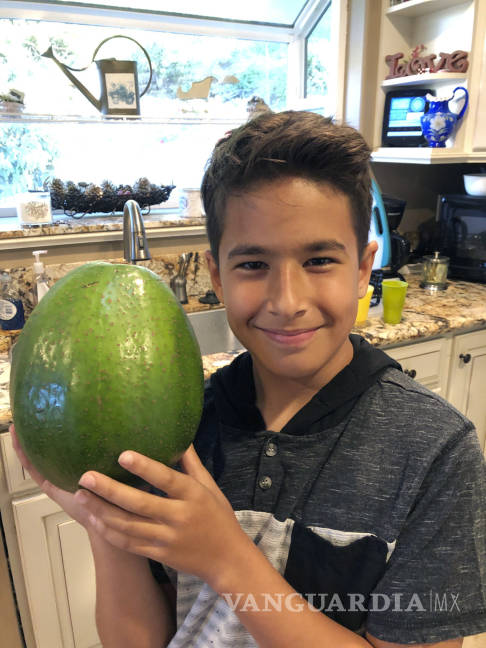 $!¡Mucho guacamole!, familia hawaiana consigue el récord del aguacate más pesado