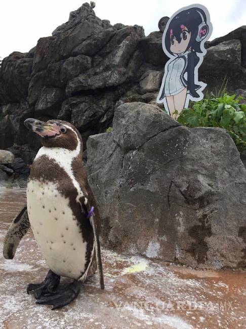 $!Murió Grape-Kun, el pingüino que se enamoró de una chica animé