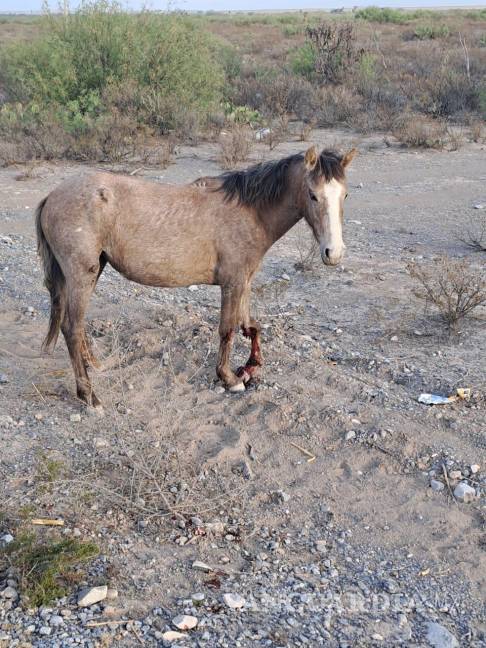 $!Este incidente no es aislado, ya que los animales sueltos en las carreteras han sido la causa de varios accidentes.