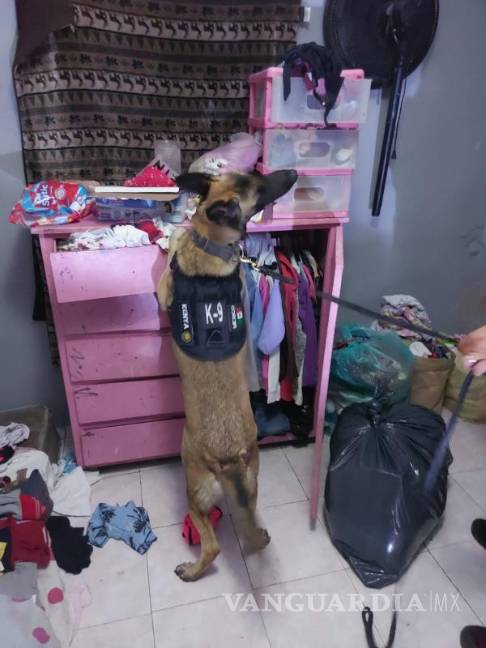 $!Ejemplares caninos formaron parte del operativo.