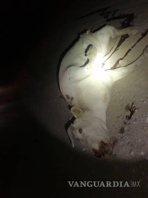 Vaca se les atraviesa a paisanos en la carretera a Monclova y los manda al hospital