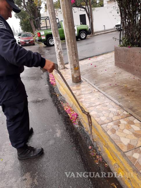 $!Policía Ambiental asegura a serpiente en calles de la colonia República, Saltillo