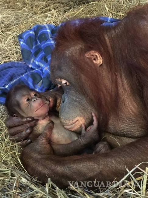 Nace orangután en zoo de EU, el primero en 25 años