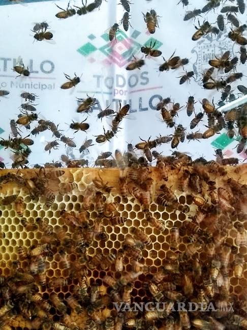$!Policía Ambiental de Saltillo rescata panales de abejas, insectos polinizadores importantes para el planeta