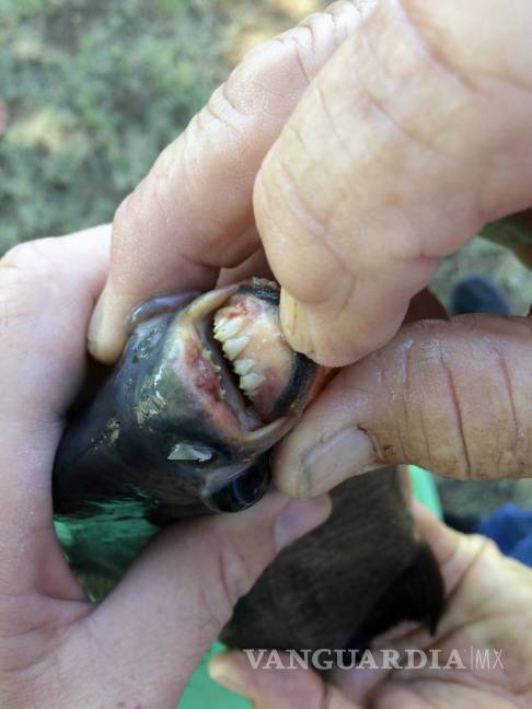 $!Niña captura raro pez con 'dientes humanos' en EU