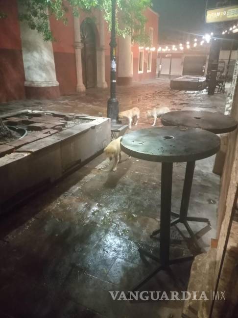 $!Los perros han sido visto rondando en la Zona Centro.