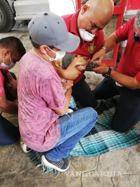 $!Bomberos de Ramos Arizpe salvan a perro de morir ahogado con un hueso