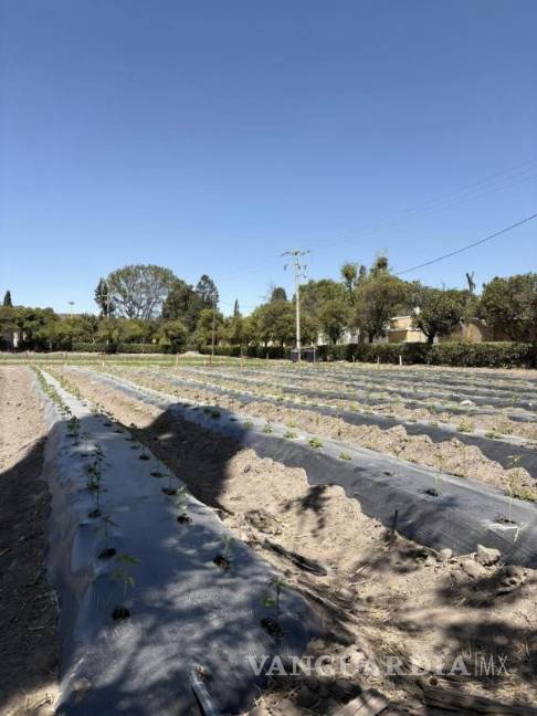 $!Las hortalizas cultivadas por los estudiantes también son comercializadas como parte del aprendizaje.