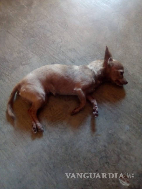$!Denuncian envenenamiento de siete mascotas en Ocampo, Coahuila
