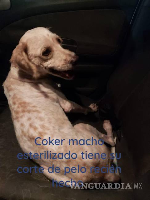 Saltillo: ¿has visto estos perritos? Asaltan a Fundación Lomitos al Rescate y varios se perdieron