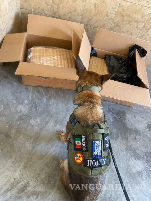 Nuevo León: decomisan 61 kilos de mariguana en cateo