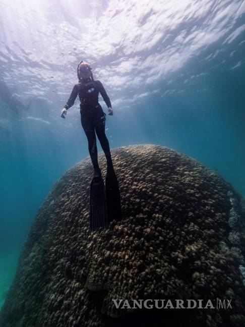 $!El gigantesco coral semicircular de porito, bautizado como Muga dhambi, tiene 5.3 metros de altura y es considerado como uno de los más antiguos de la Gran Barrera. EFE/ReefEcology/Richard Woodgett