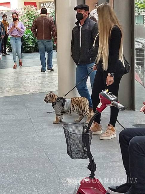$!Profepa no encuentra a cachorro de tigre que fue visto en Polanco