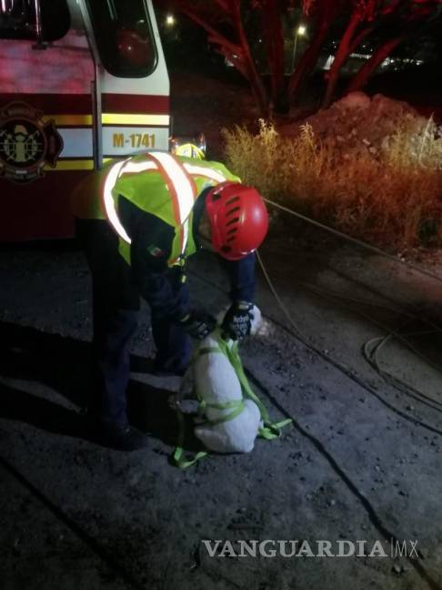 $!El perro, ya a salvo, fue llevado a un hogar temporal donde recibirá atención veterinaria para garantizar su bienestar.