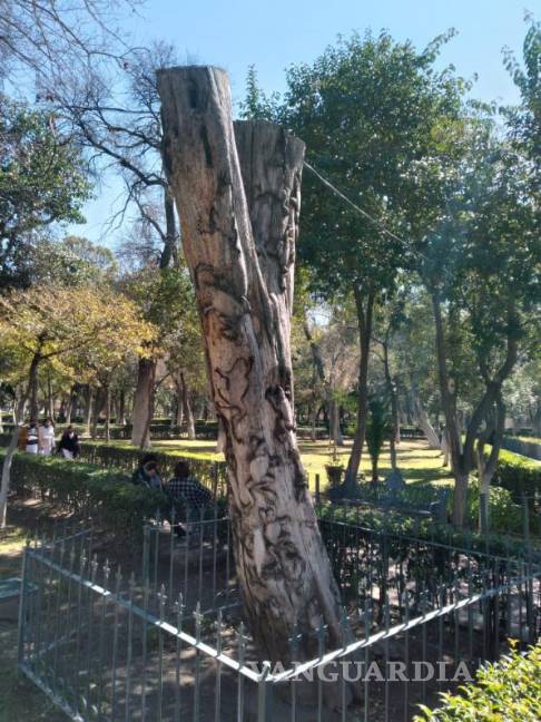 $!Benjamín Martínez, creador de obras que combinan arte y naturaleza en la ciudad.